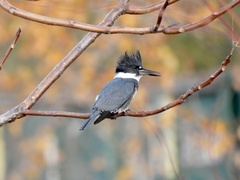 Megaceryle alcyon