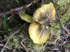 Tricholoma