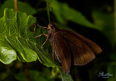 Ancistroides nigrita