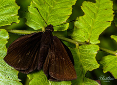 Ancistroides nigrita