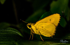 Cupitha purreea