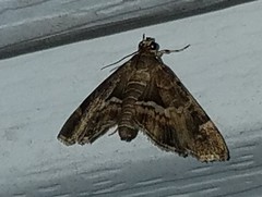 Diasemiopsis leodocusalis