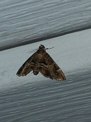 Diasemiopsis leodocusalis