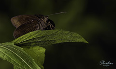Ancistroides nigrita