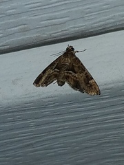 Diasemiopsis leodocusalis