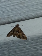 Diasemiopsis leodocusalis