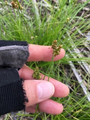 Carex leavenworthii
