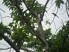 Pteroglossus viridis