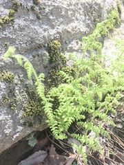 Woodsia obtusa