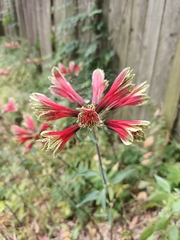 Alstroemeria psittacina