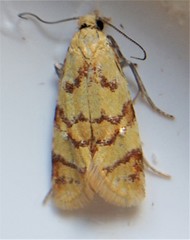 Phtheochroa vitellinana