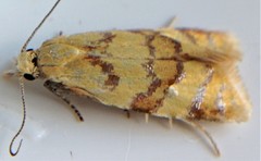 Phtheochroa vitellinana