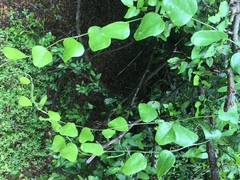 Cocculus diversifolius