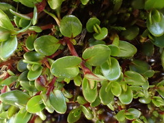 Epilobium brunnescens