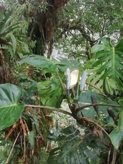 Monstera tacanaensis
