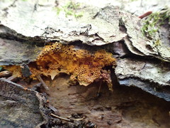 Oligonema persimile