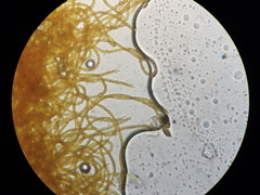 Oligonema persimile