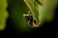 Hymenia perspectalis