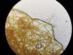 Oligonema persimile