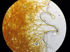 Oligonema persimile