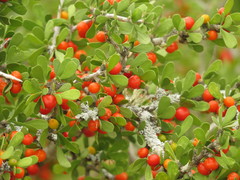 Schaefferia cuneifolia