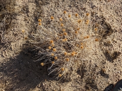 Adenophyllum cooperi