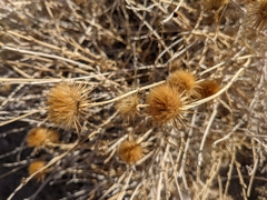 Adenophyllum cooperi