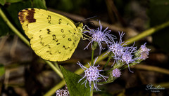 Eurema simulatrix
