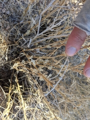 Adenophyllum cooperi