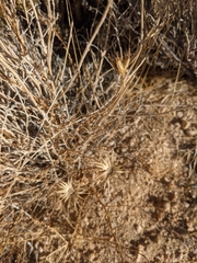 Adenophyllum cooperi