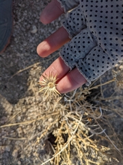 Adenophyllum cooperi