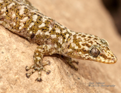 Yellowbelly Gecko