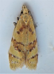 Phtheochroa vitellinana