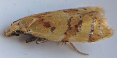Phtheochroa vitellinana