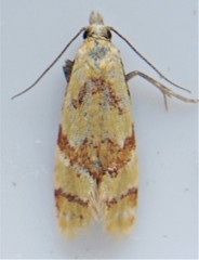Phtheochroa vitellinana