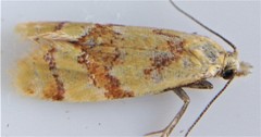 Phtheochroa vitellinana