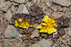 Ranunculus crithmifolius