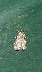 Stericta concisella