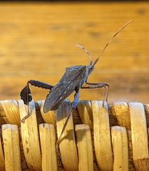 Leptoglossus oppositus