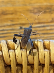 Leptoglossus oppositus