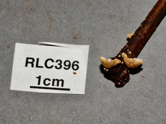 Marasmius griseoroseus