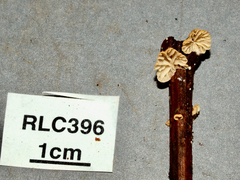 Marasmius griseoroseus