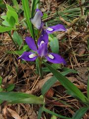 Iris rossii