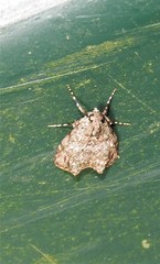 Stericta concisella