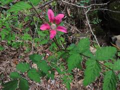 Rubus pungens oldhamii