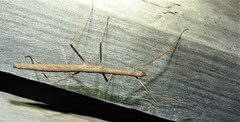 Candovia granulosa