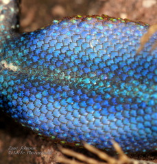 Sceloporus nelsoni