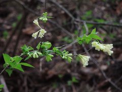 Weigela subsessilis
