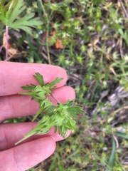 Geranium texanum