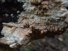 Phlebia rufa